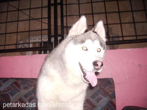 Çakır Erkek Sibirya Kurdu (Husky)