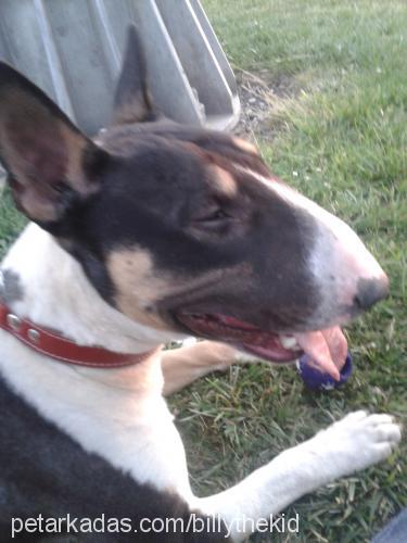 jazz Erkek Bull Terrier