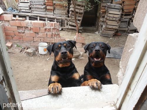 wampirella Dişi Rottweiler