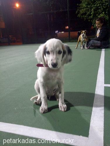 betty Dişi İngiliz Setter