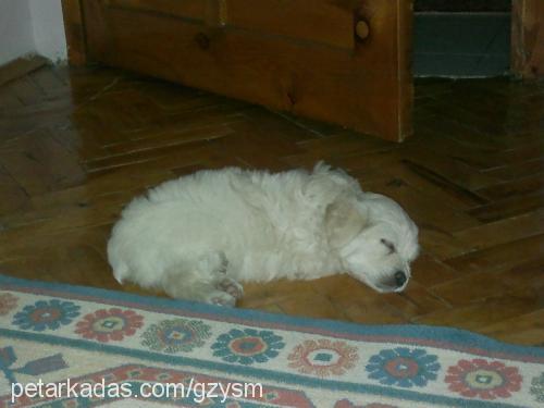 su Dişi West Highland White Terrier