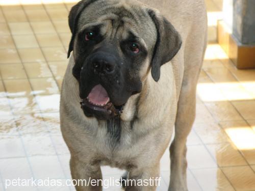 titán Erkek Mastiff