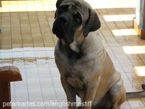 titán Erkek Mastiff