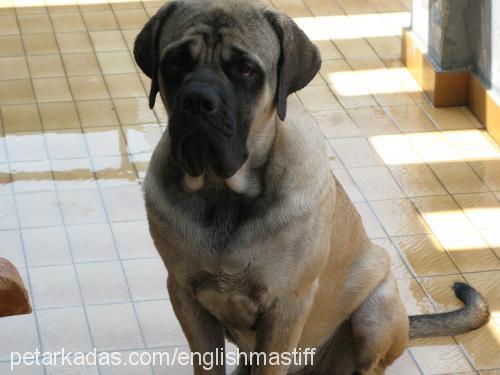 titán Erkek Mastiff