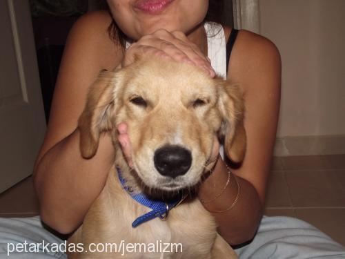 angel Dişi Golden Retriever