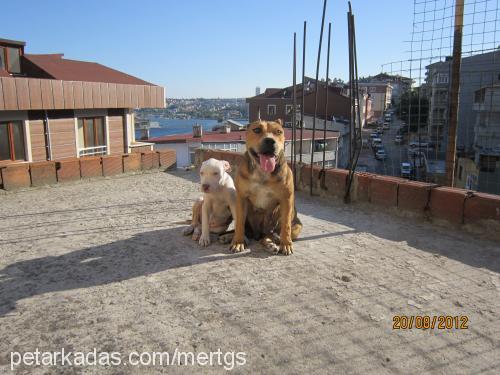 reina Dişi Amerikan Pitbull Terrier