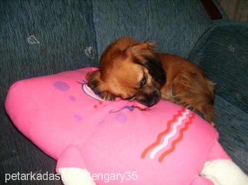 tarçın Dişi Tibetli Spaniel