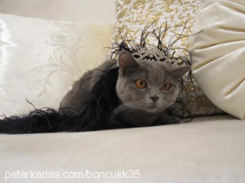 boncuk Dişi British Shorthair