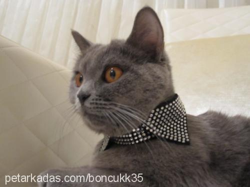 boncuk Dişi British Shorthair