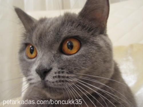 boncuk Dişi British Shorthair