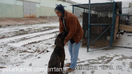 hera Dişi Cane Corso Italiano