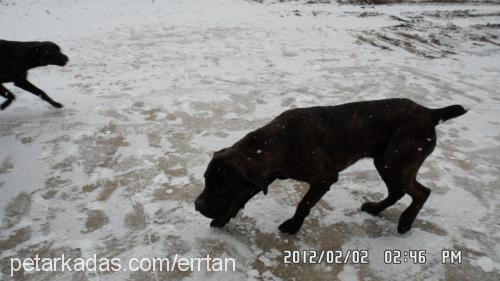 hera Dişi Cane Corso Italiano