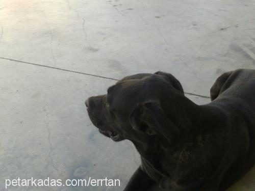 hera Dişi Cane Corso Italiano