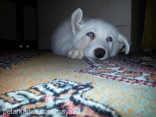 ice Erkek Sibirya Kurdu (Husky)