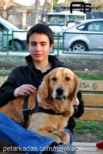 paşa Erkek Golden Retriever