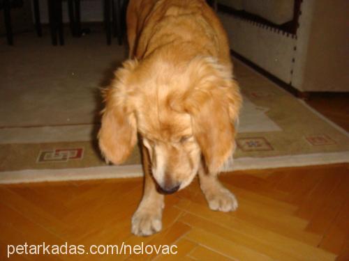 paşa Erkek Golden Retriever