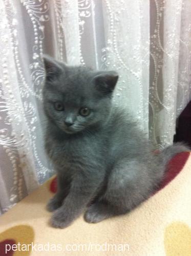 çıtır Dişi British Shorthair