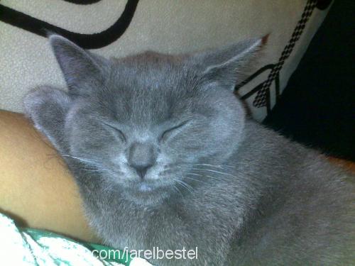 bıdık Dişi British Shorthair