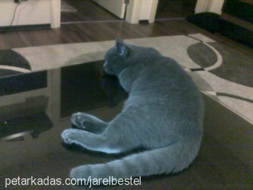 bıdık Dişi British Shorthair