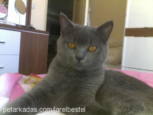 bıdık Dişi British Shorthair