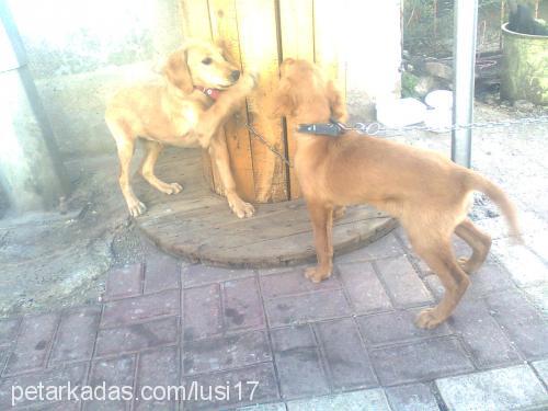 lusi Dişi Golden Retriever