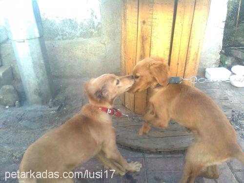 lusi Dişi Golden Retriever