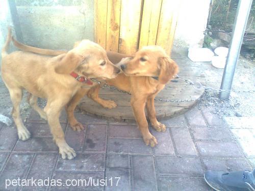 lusi Dişi Golden Retriever