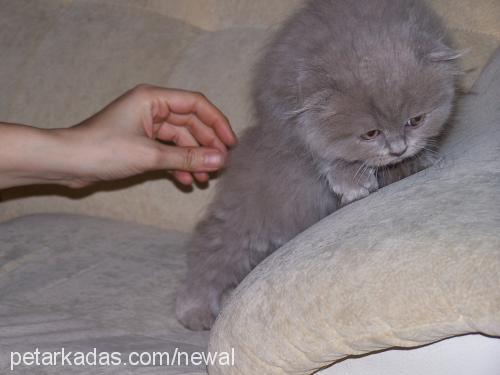 asya-candy Dişi Scottish Fold