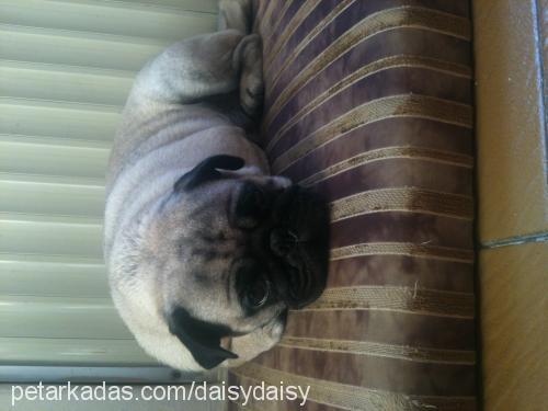 daisy Dişi Pug