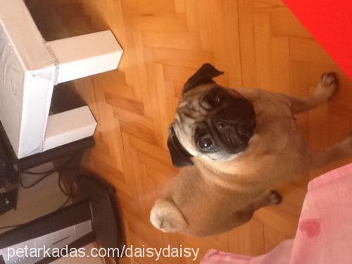 daisy Dişi Pug