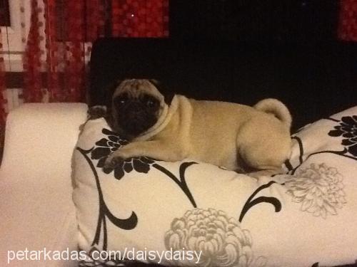 daisy Dişi Pug