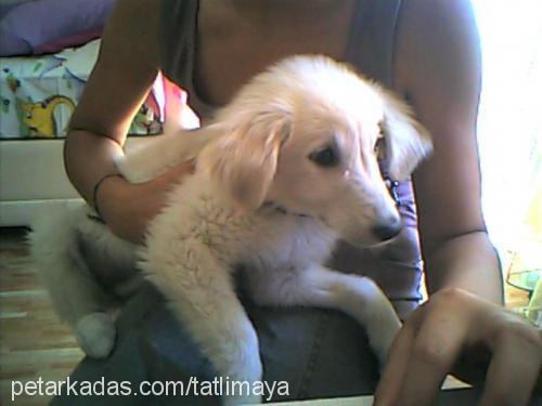 tatlimaya Dişi Golden Retriever