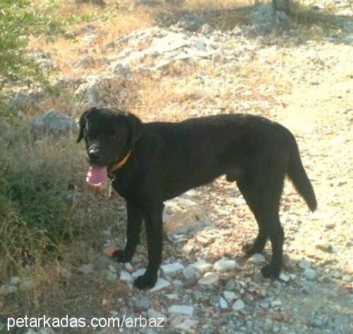 aşiıtom Erkek Labrador Retriever