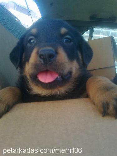 polo Erkek Rottweiler