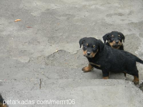 polo Erkek Rottweiler