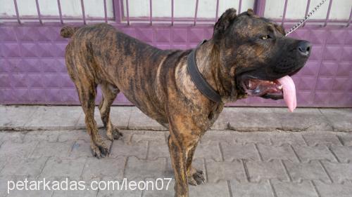 rıfkı Erkek Cane Corso Italiano