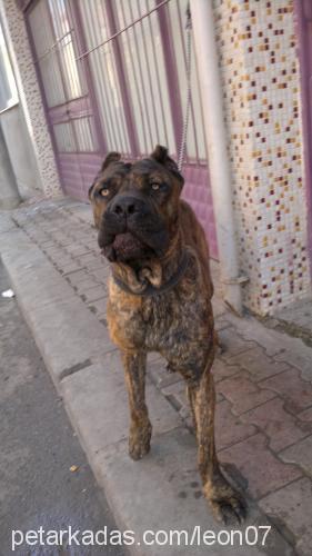 rıfkı Erkek Cane Corso Italiano