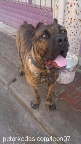 rıfkı Erkek Cane Corso Italiano