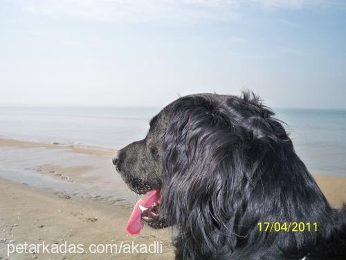 kara Erkek Flat Coated Retriever