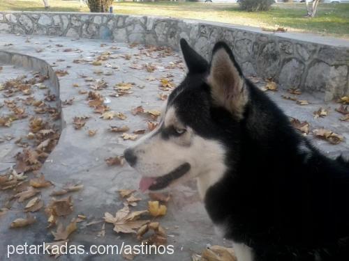 karaman Erkek Sibirya Kurdu (Husky)