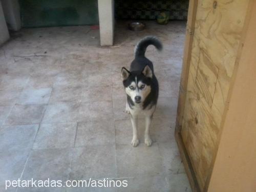 karaman Erkek Sibirya Kurdu (Husky)