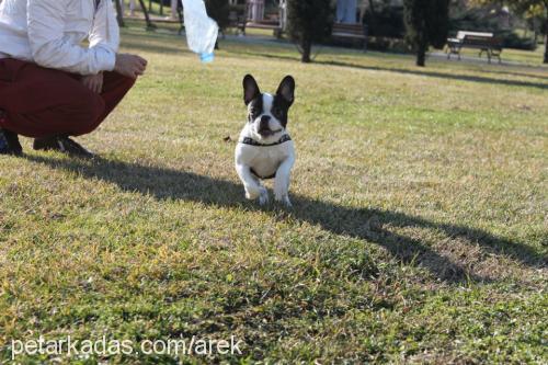 vegas Erkek Boston Terrier