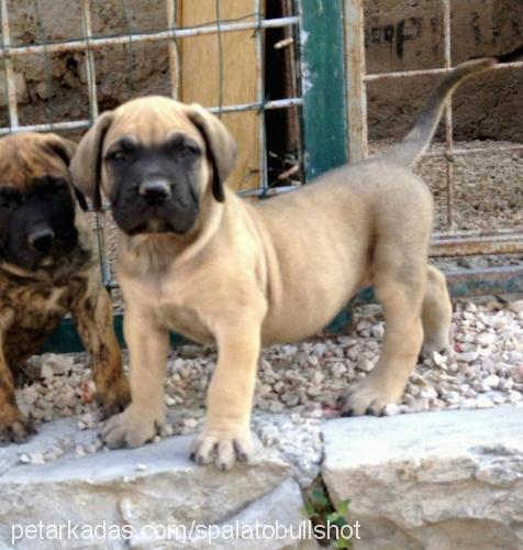 akasha Dişi Amerikan Staffordshire Terrier