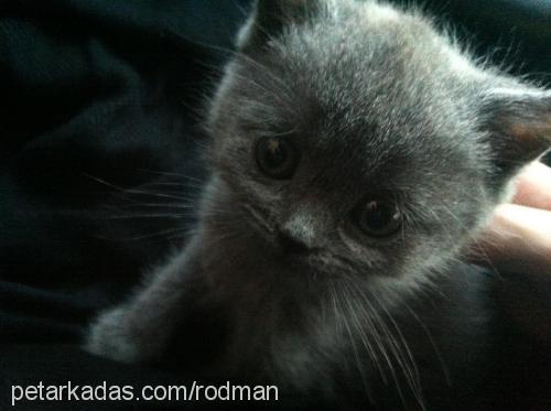 çıtır Dişi British Shorthair