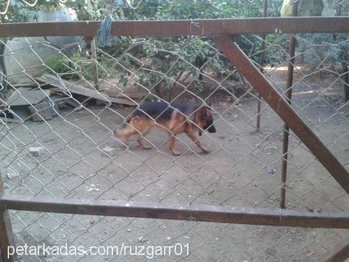 Çakır Erkek Alman Çoban Köpeği