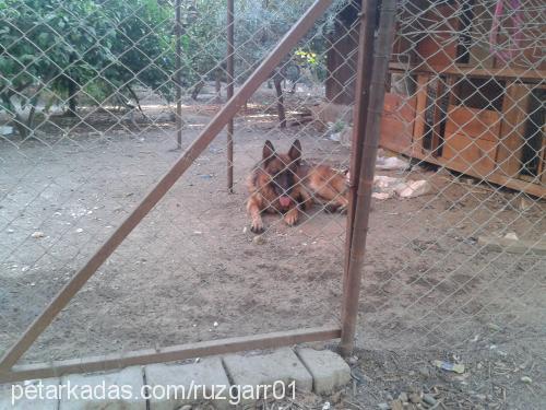 Çakır Erkek Alman Çoban Köpeği