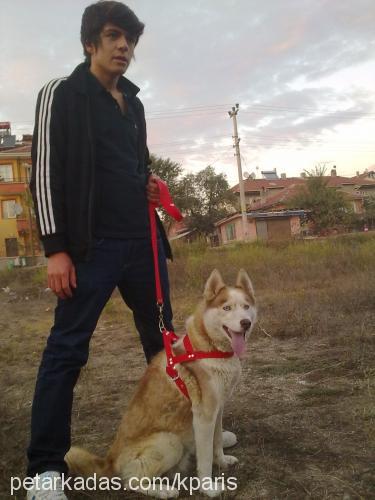 paris Dişi Sibirya Kurdu (Husky)