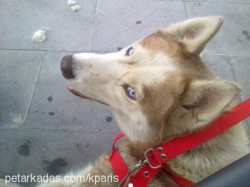 paris Dişi Sibirya Kurdu (Husky)