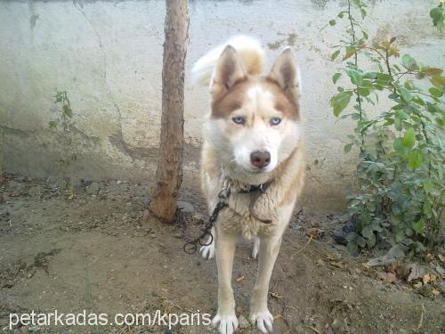 paris Dişi Sibirya Kurdu (Husky)