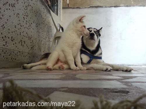 ice Erkek Sibirya Kurdu (Husky)